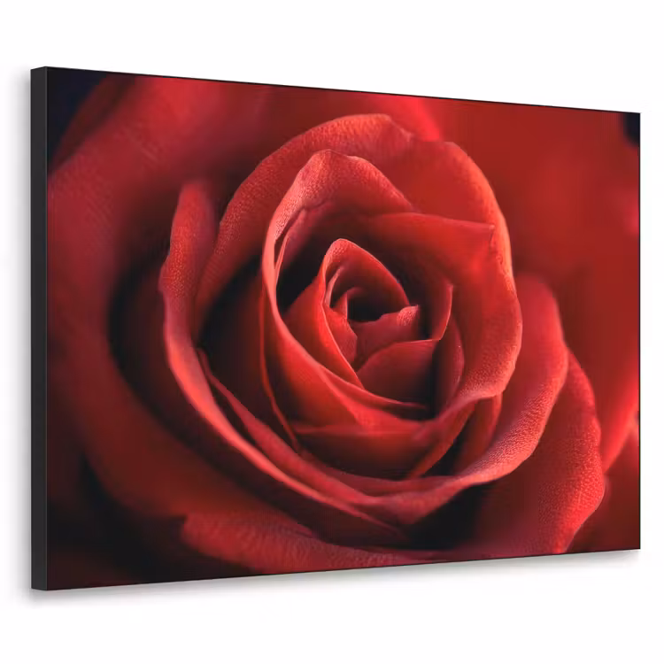 Art Frame - Rood - Roos - Romantisch — 1