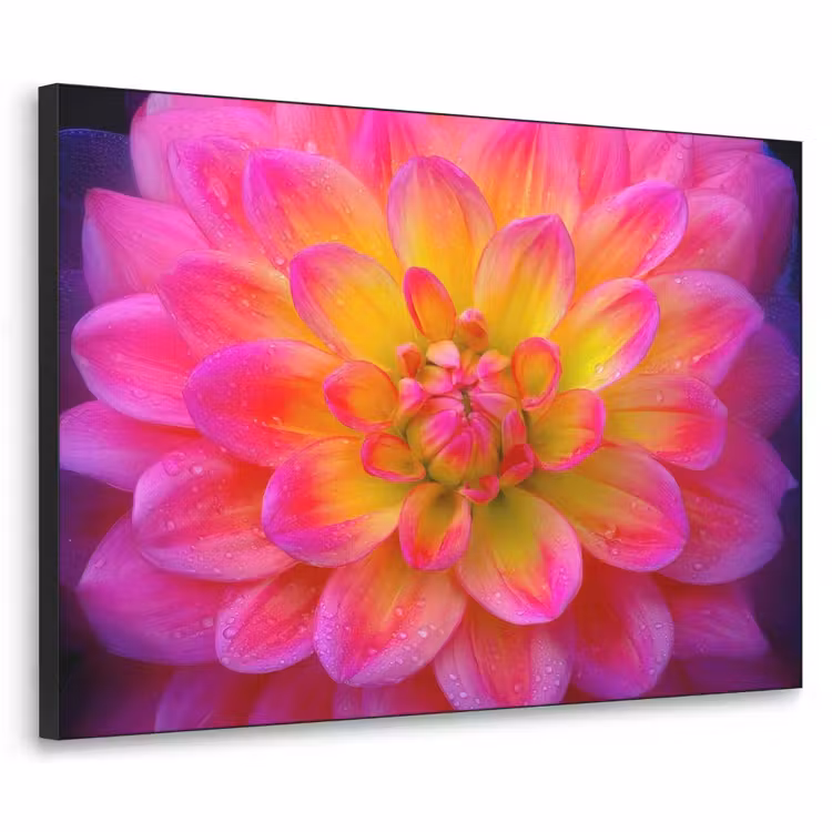 Art Frame - Roze - Dahlia - Kleurrijk — 1