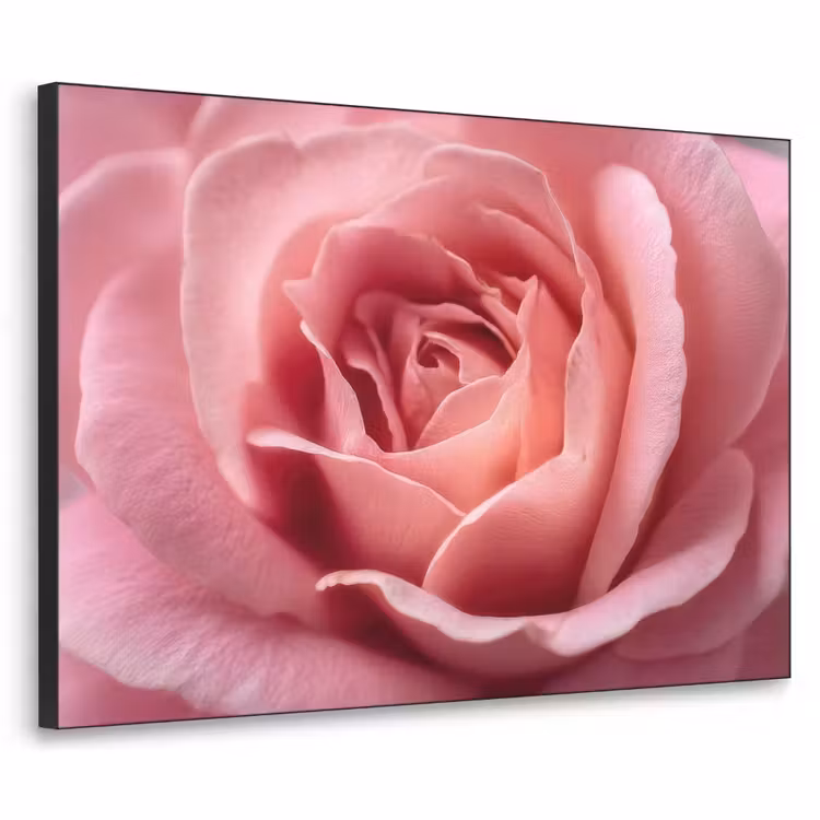 Art Frame - Roze - Roos - Romantisch — 1