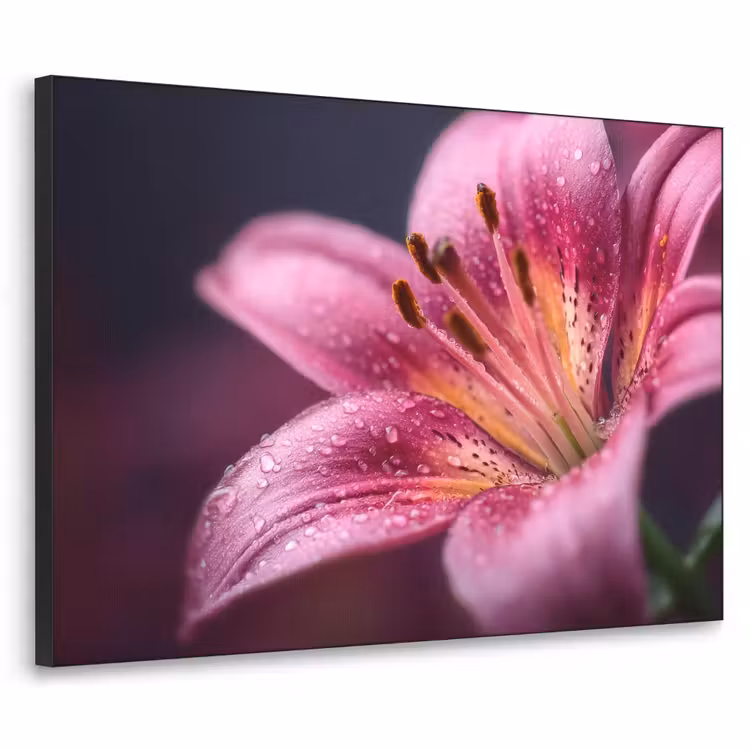 Art Frame - Roze - lelie - Dauwdruppels — 1