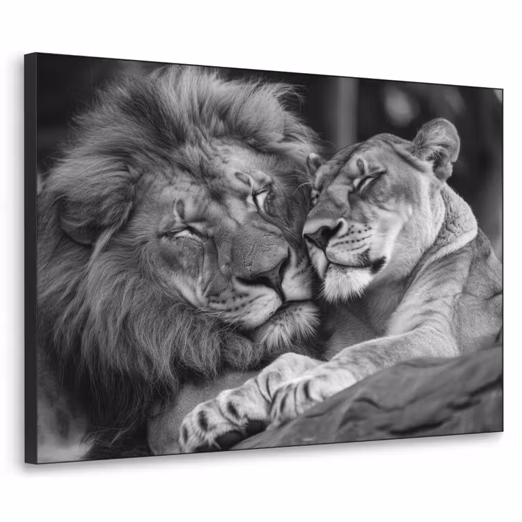 Art Frame - Leeuwen - Dieren - Zwart - Wit - Leeuw — 1