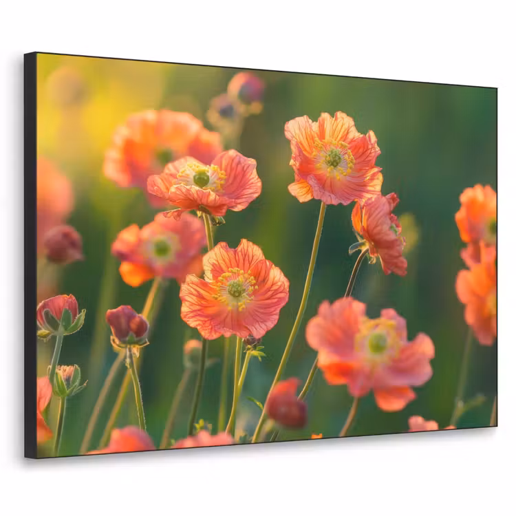 Art Frame - Bloemenveld - Zonnestralen - Oranje — 1