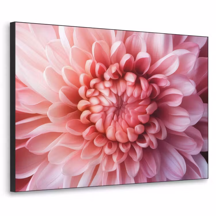 Art Frame - Dahlia - Bloem - Close up - Roze — 1