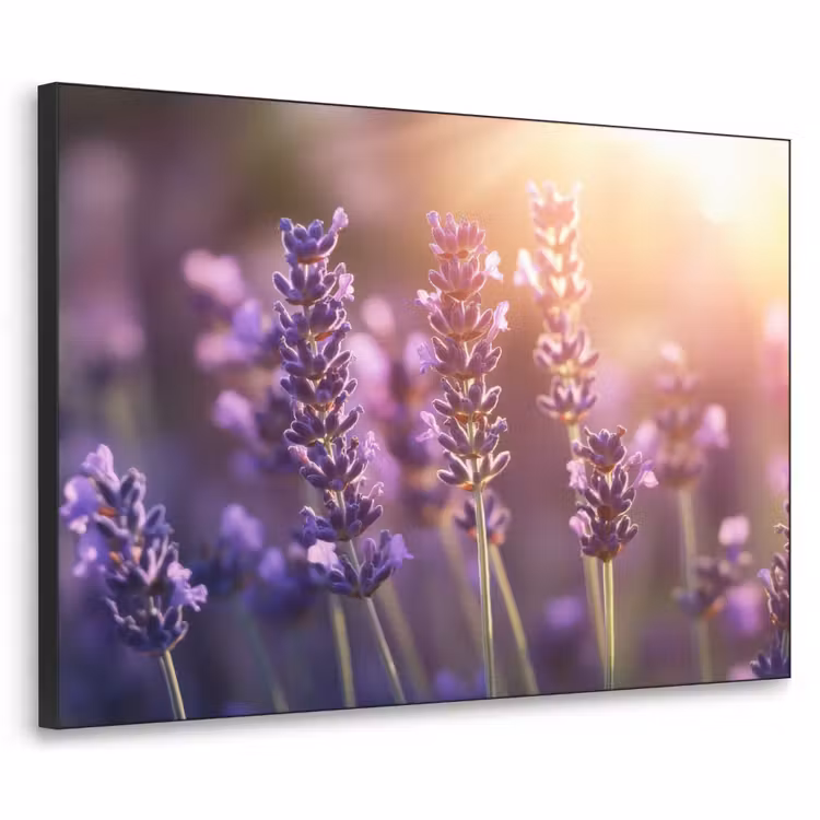 Art Frame - Lavendelbloemen - Paars - Zonlicht — 1