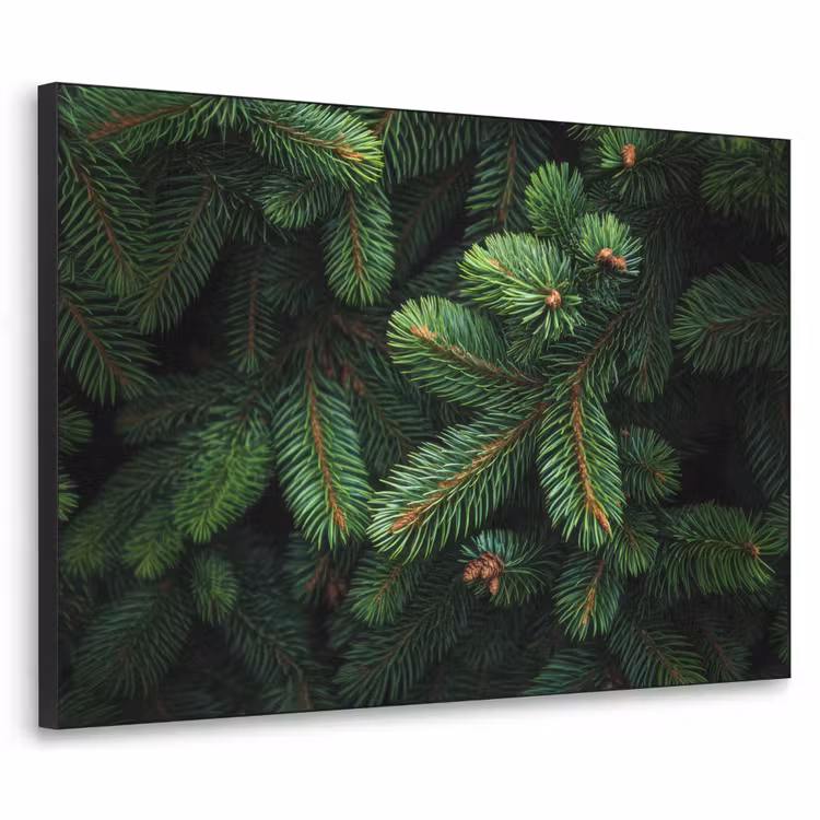 Art Frame - Sparrentakken - Knoppen - Naalden - Groen — 1