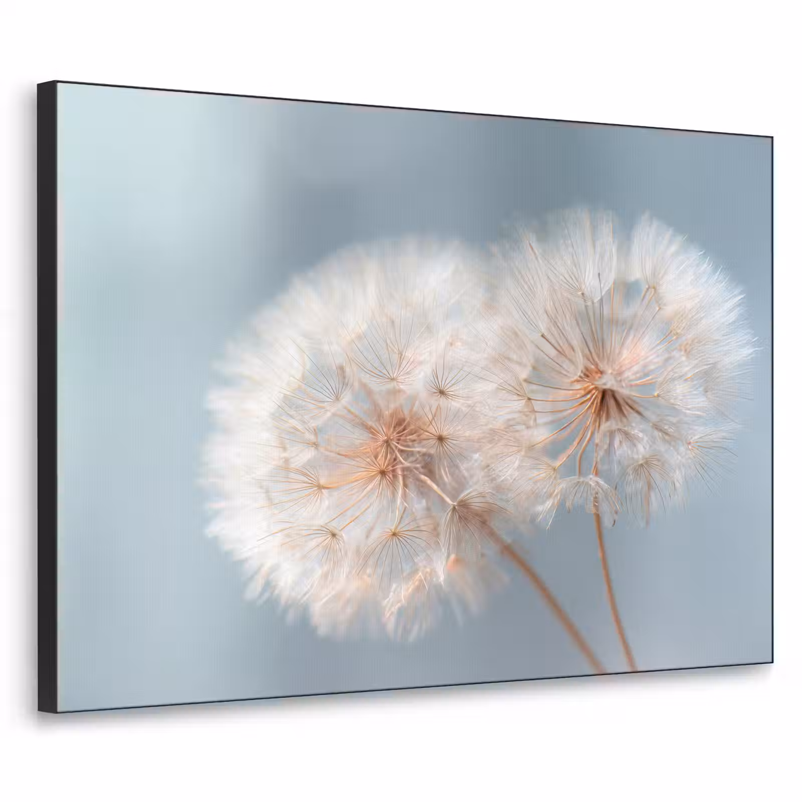 Art Frame - Paardenbloemen - Pluisjes - Wit — 1