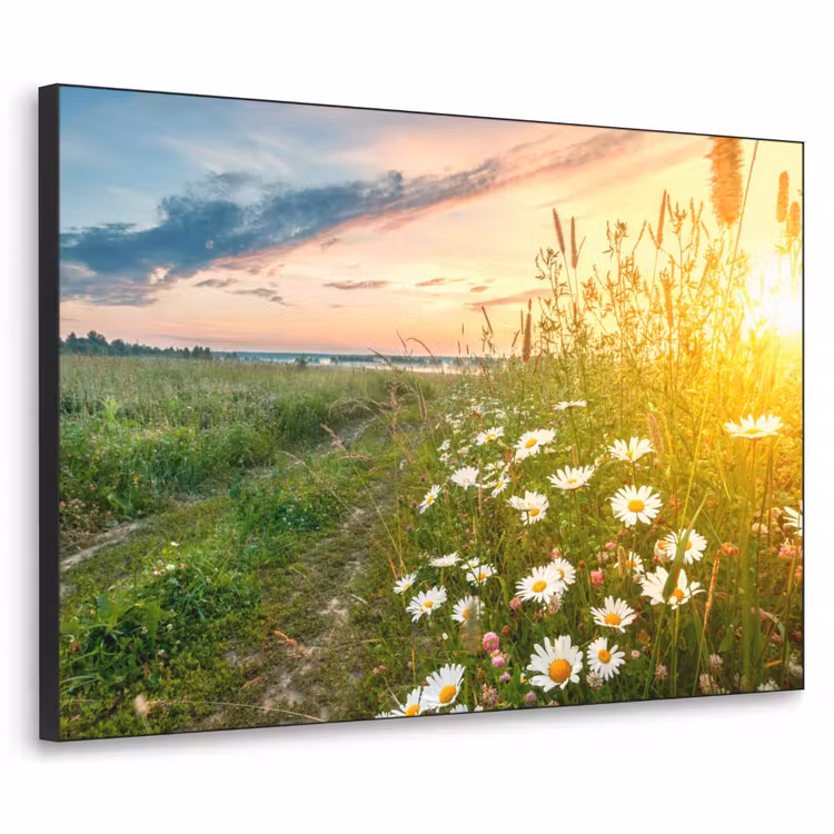 Art Frame - Bloemen - Madelief - Natuur - Zon - Horizon — 1