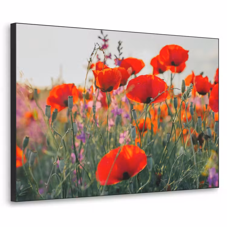Art Frame - Klaproos - Bloemen - Rood - Paars - Weide — 1
