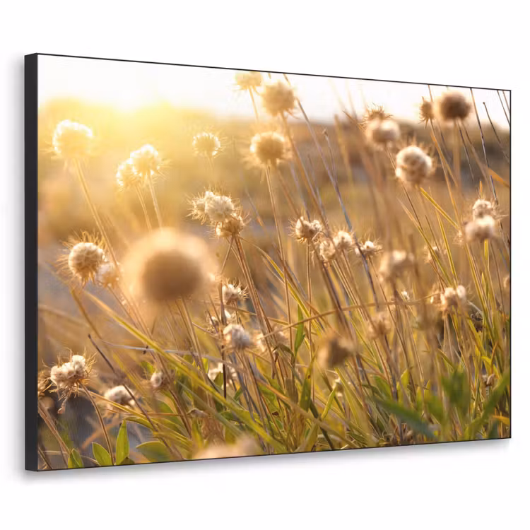 Art Frame - Planten - Natuur - Bloemen - Zon - Horizon — 1