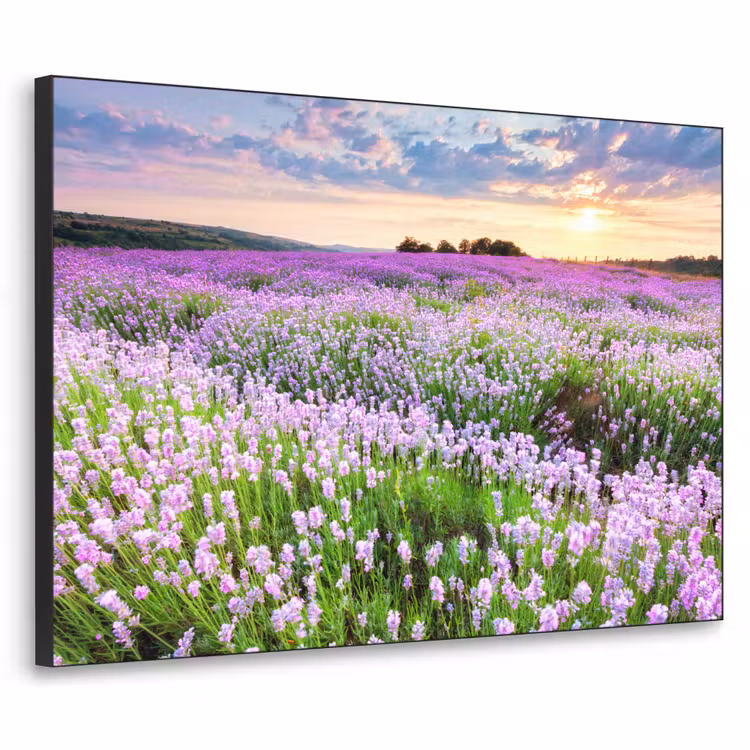Art Frame - Lavendel - Bloemen - Zonsondergang - Paars - Weide — 1