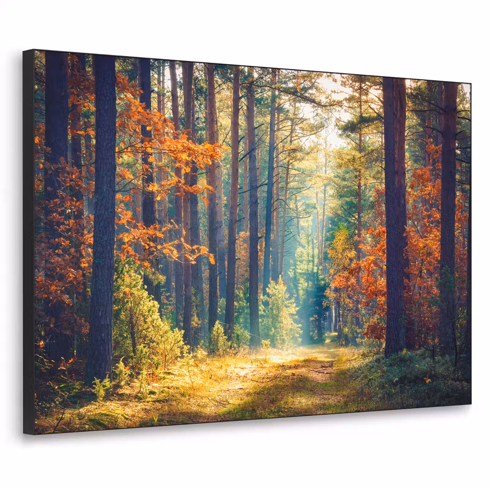 Art Frame - Bos - Zon - Natuur - Herfst — 1