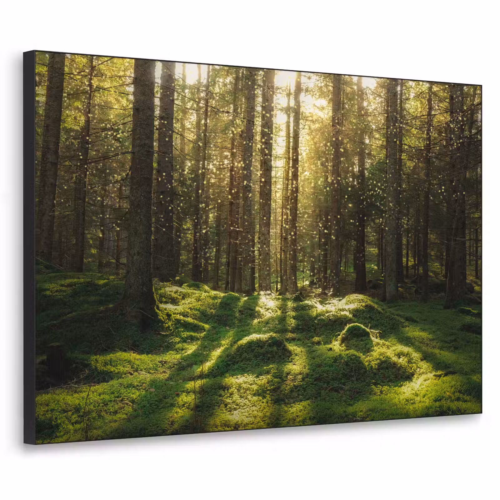Art Frame - Bomen - Bos - Mos - Planten - Zon - Natuur — 1