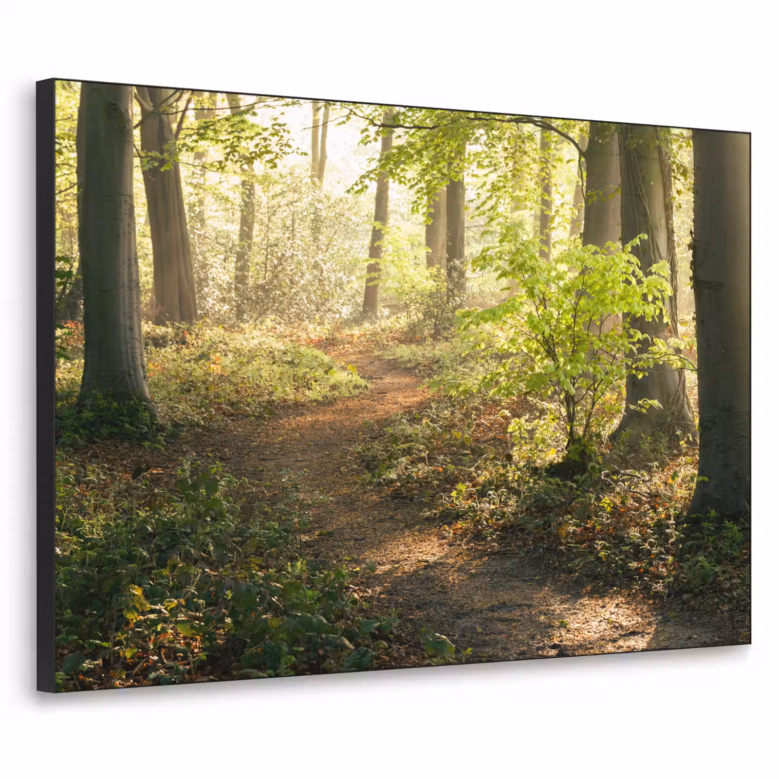 Art Frame - Bos - Bomen - Pad - Zon - Planten - Bladeren - Natuur — 1