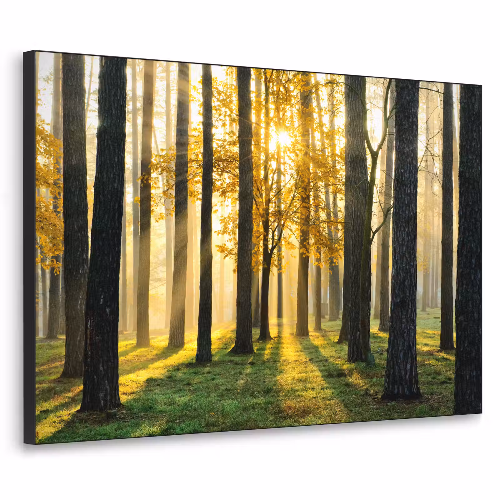 Art Frame - Bos - Zon - Bomen - Gras - Landschap - Natuur — 1