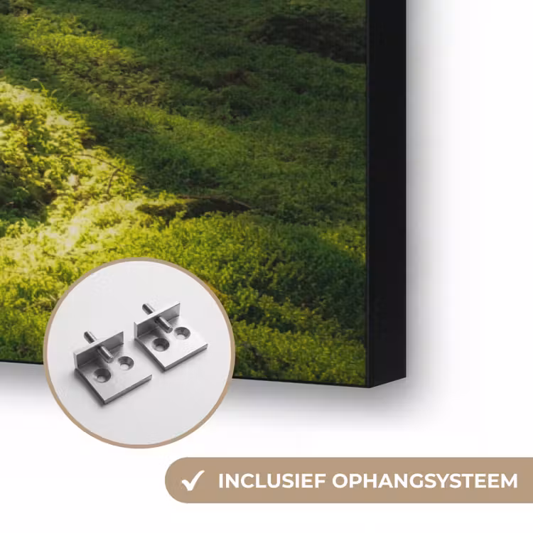 Art Frame - Bomen - Bos - Mos - Planten - Zon - Natuur — 6