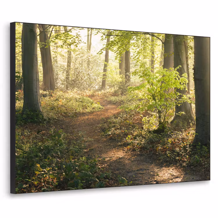 Art Frame - Bos - Bomen - Pad - Zon - Planten - Bladeren - Natuur — 1