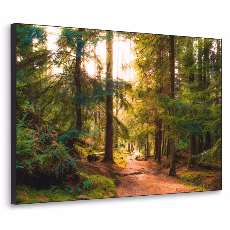 Art Frame - Bos - Pad - Bomen - Groen - Zon - Natuur — 1