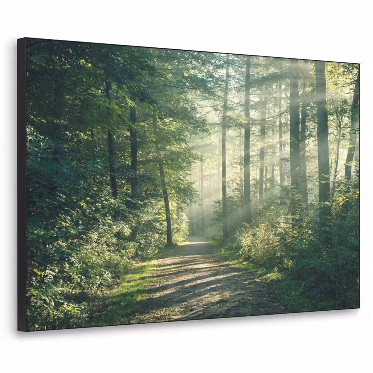 Art Frame - Bos - Pad - Zon - Bomen - Groen - Natuur — 1