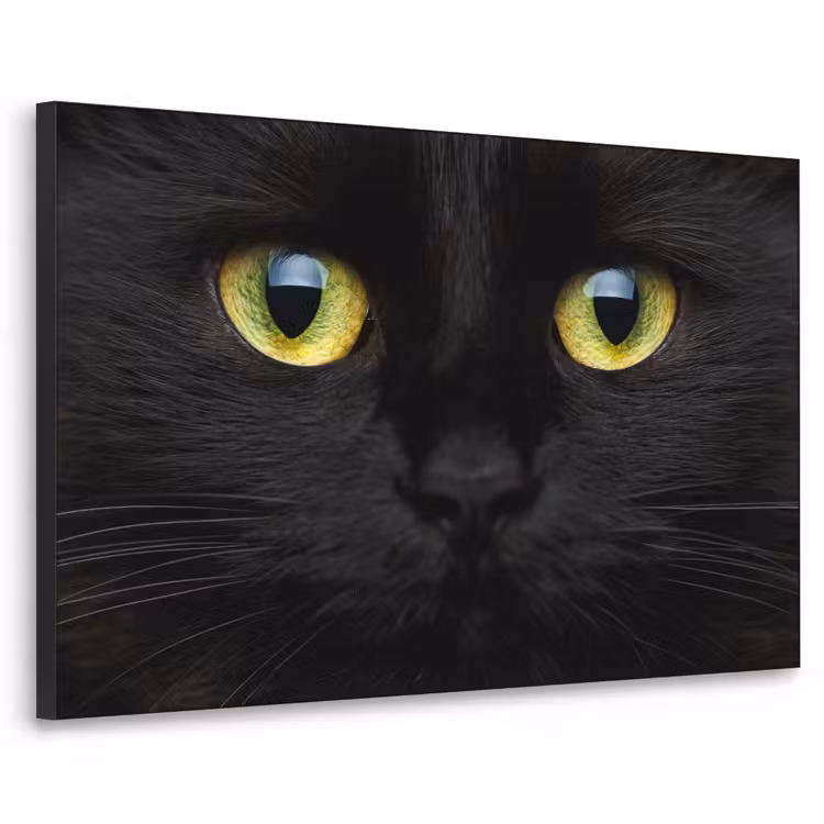Art Frame - Kat - Zwart - Dieren - Natuur — 1