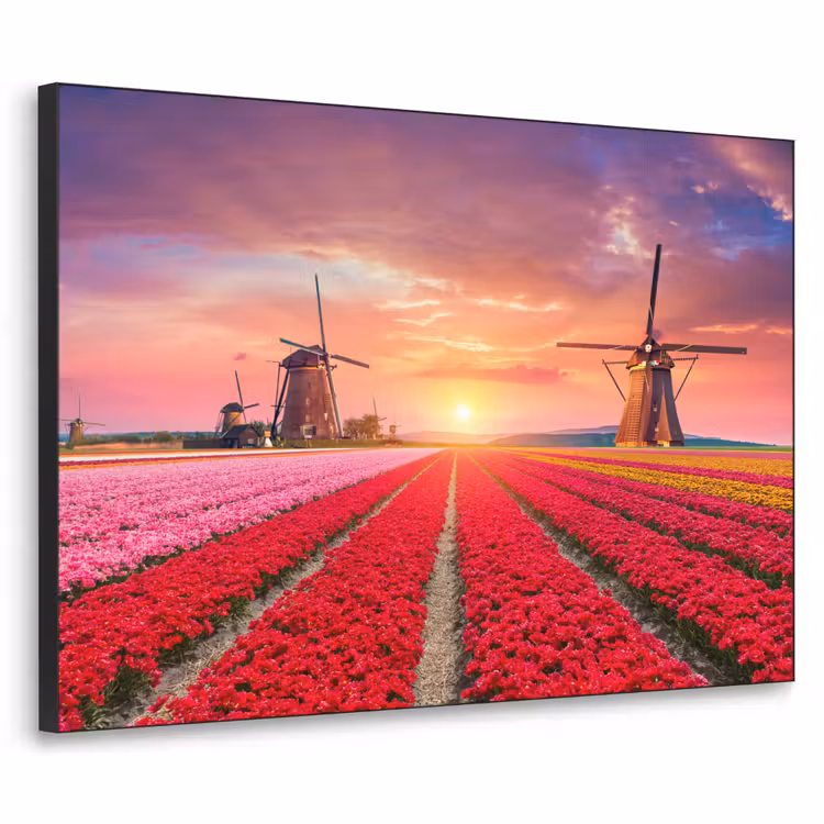 Art Frame - Bloemen - Tulpen - Bloemenveld - Molens - Holland — 1