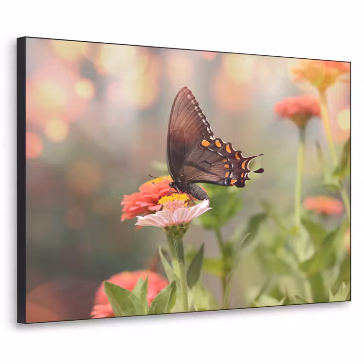 Art Frame - Bloemen - Vlinder - Natuur - Bloem — 1