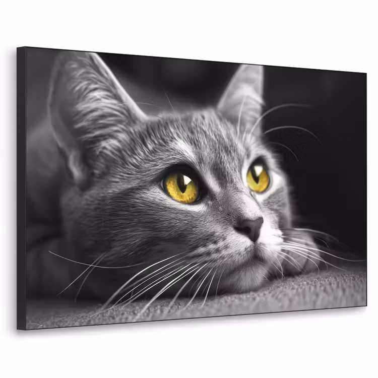 Art Frame - Kat - Zwart - Wit - Dieren - Natuur — 1