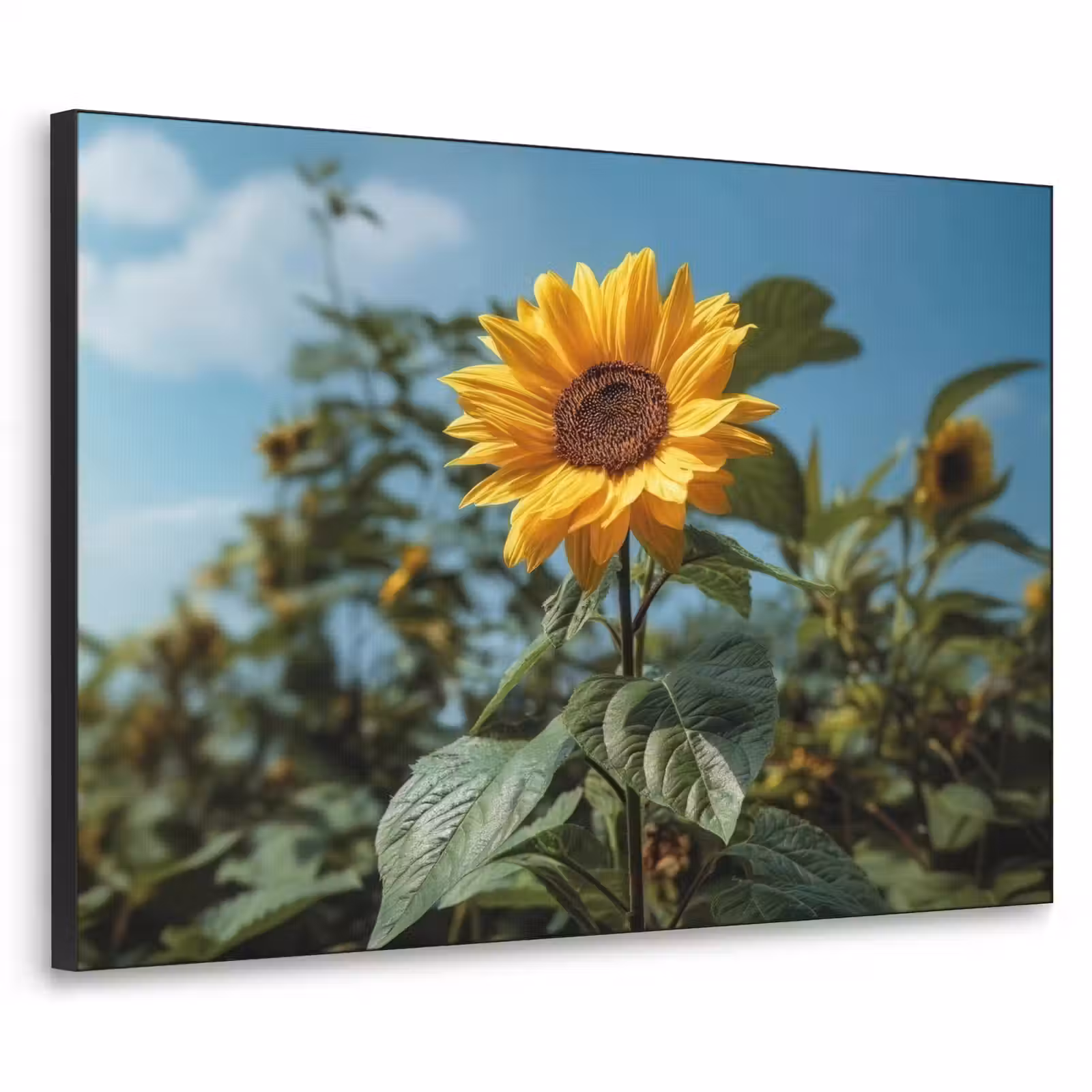 Art Frame - Zonnebloemen - Helderblauwer lucht - Gras — 1