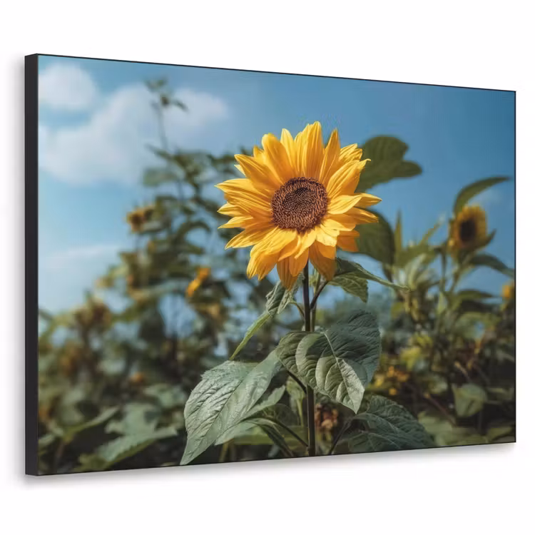 Art Frame - Zonnebloemen - Helderblauwer lucht - Gras — 1