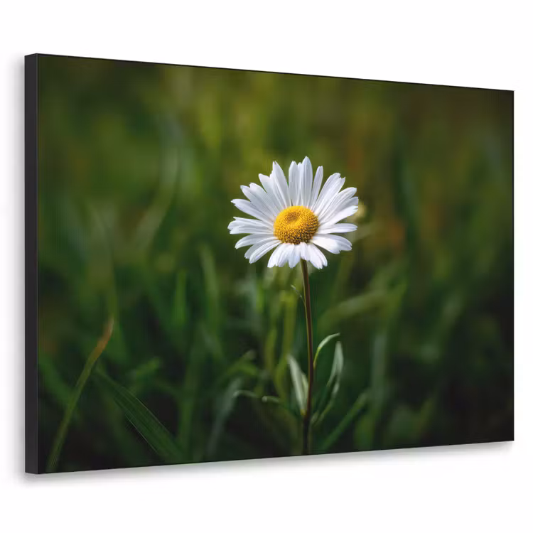 Art Frame - Wit - Madeliefje - Bloem - Gras — 1