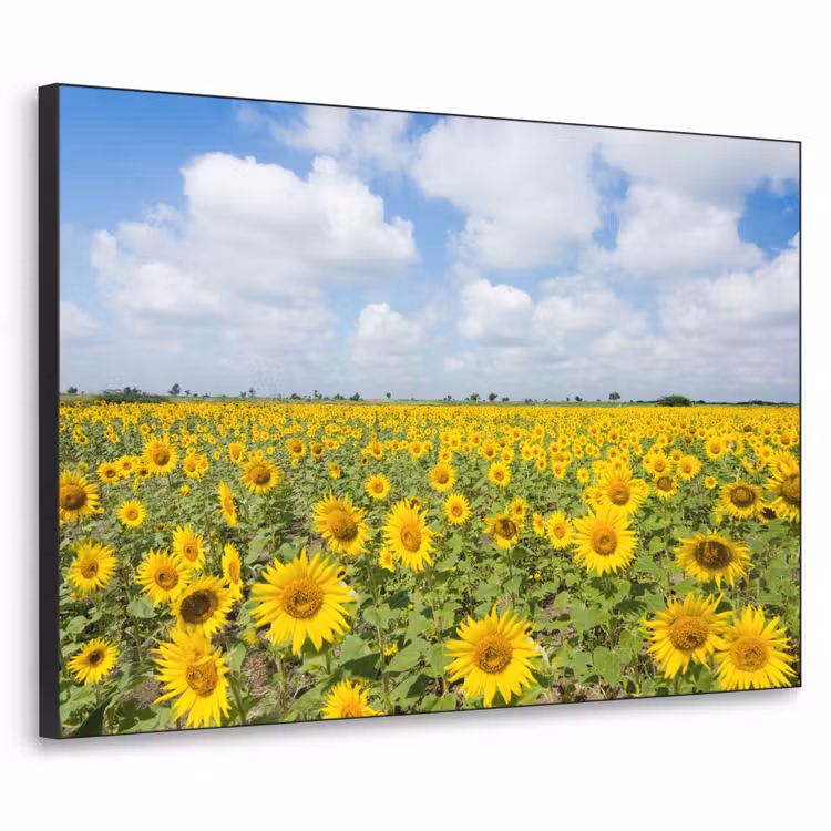 Art Frame - Zonnebloemen - Bloemen - Wolken - Natuur - Geel - Landschap — 1
