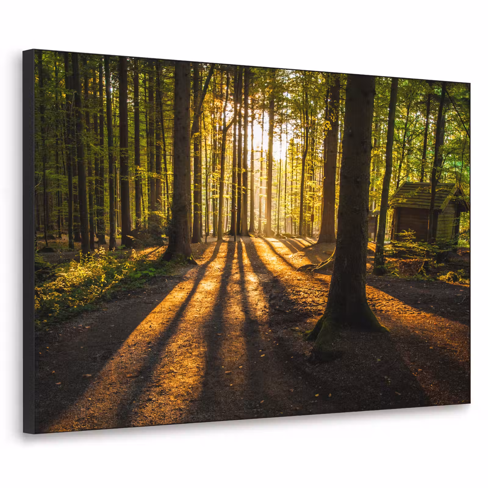 Art Frame - Zon - Bomen - Bos - Landschap - Natuur — 1