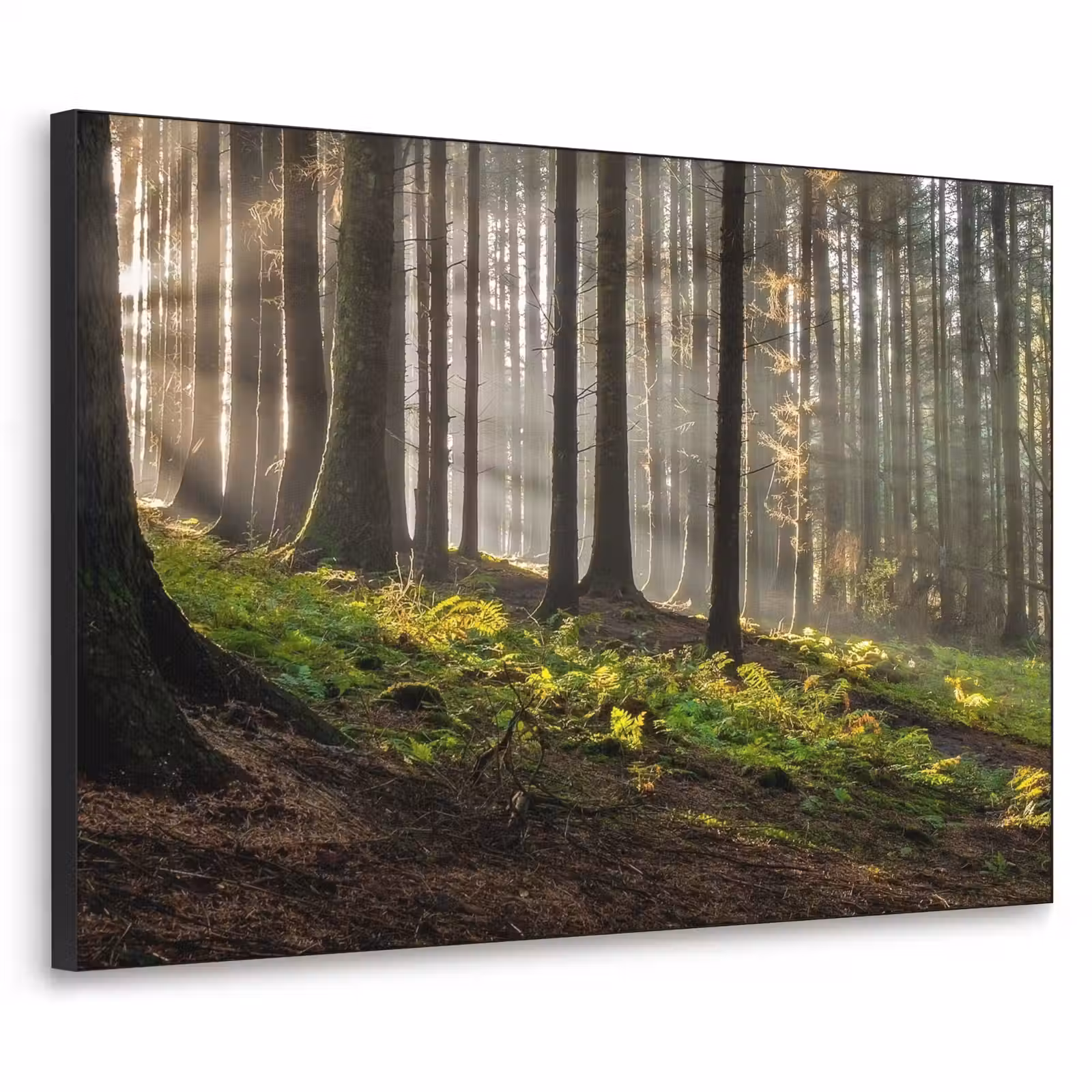 Art Frame - Zon - Takken - Bomen - Bos - Natuur — 1