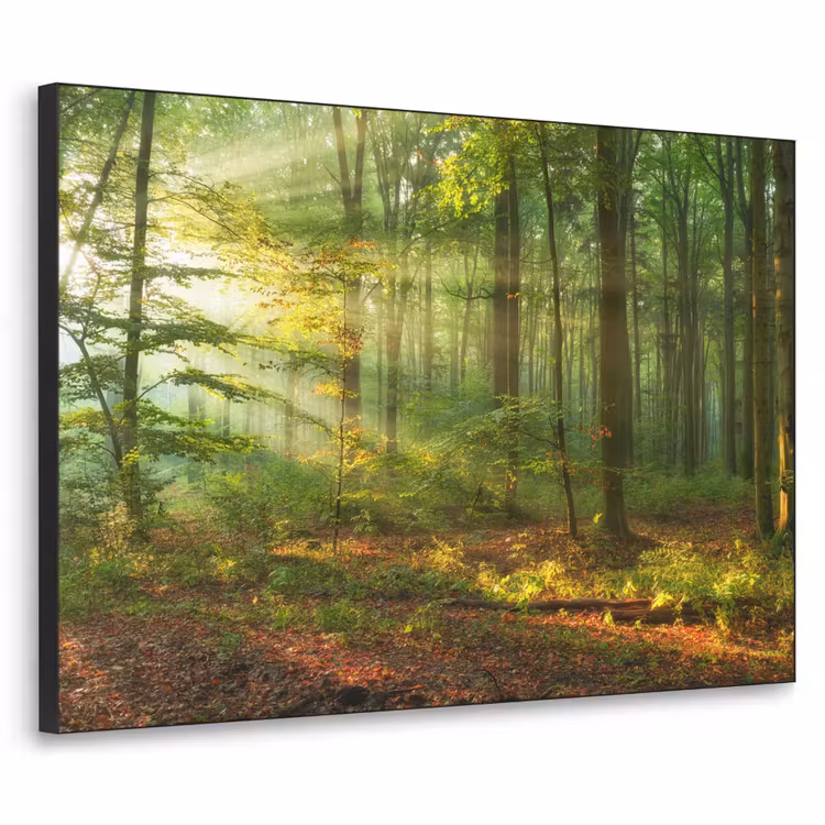 Art Frame - Zon - Bos - Bomen - Natuur - Herfst — 1
