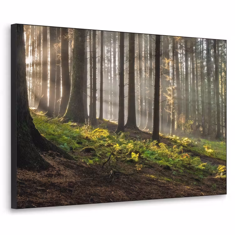 Art Frame - Zon - Takken - Bomen - Bos - Natuur — 1