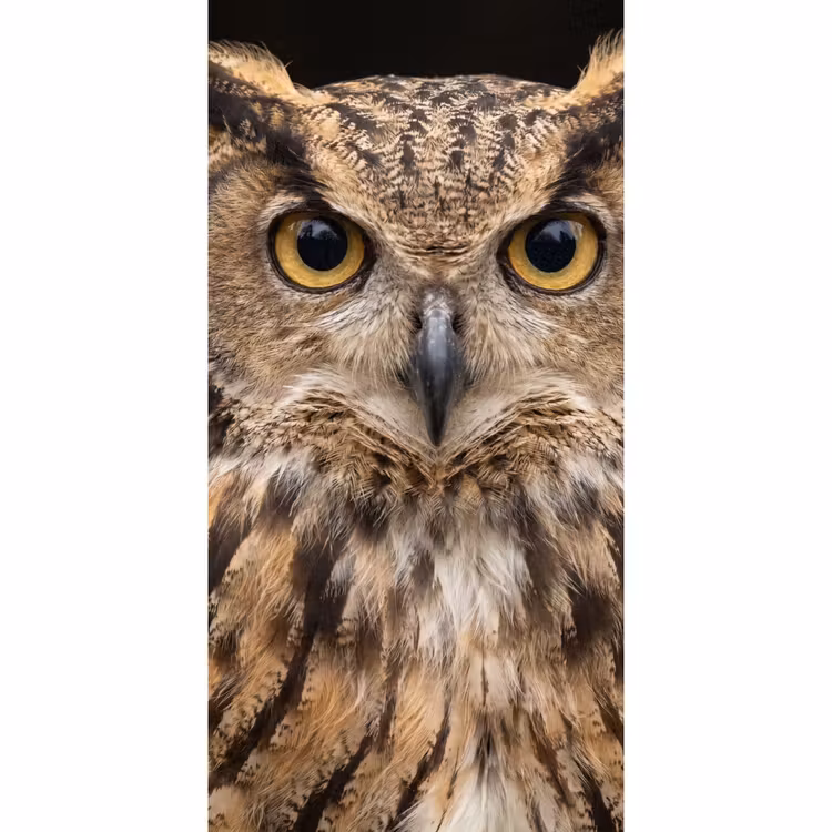 Behang - Oehoe - Uil - Portret - Bruin — 2