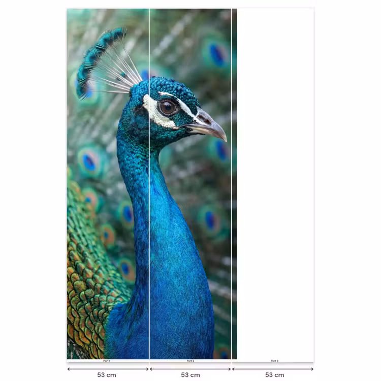 Behang - Pauw - Veren - Blauw — 6