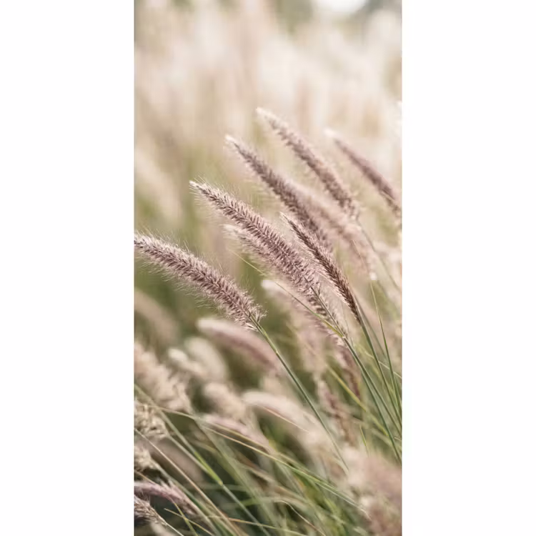 Behang - Gras - Close up - Groen — 2