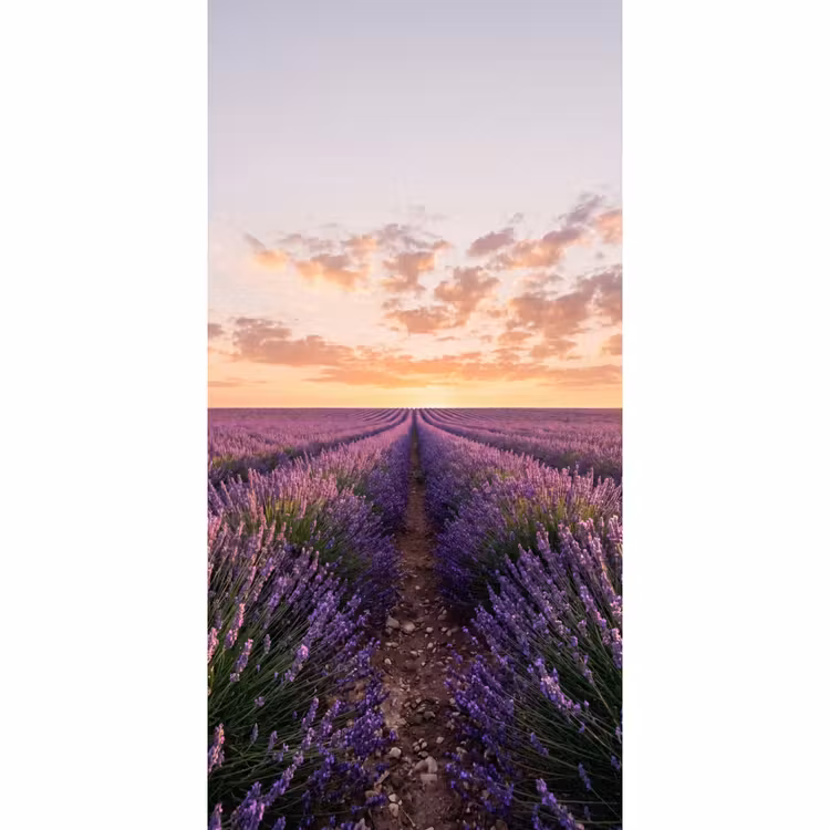 Behang - Landschap - Lavendelveld - Paars — 2