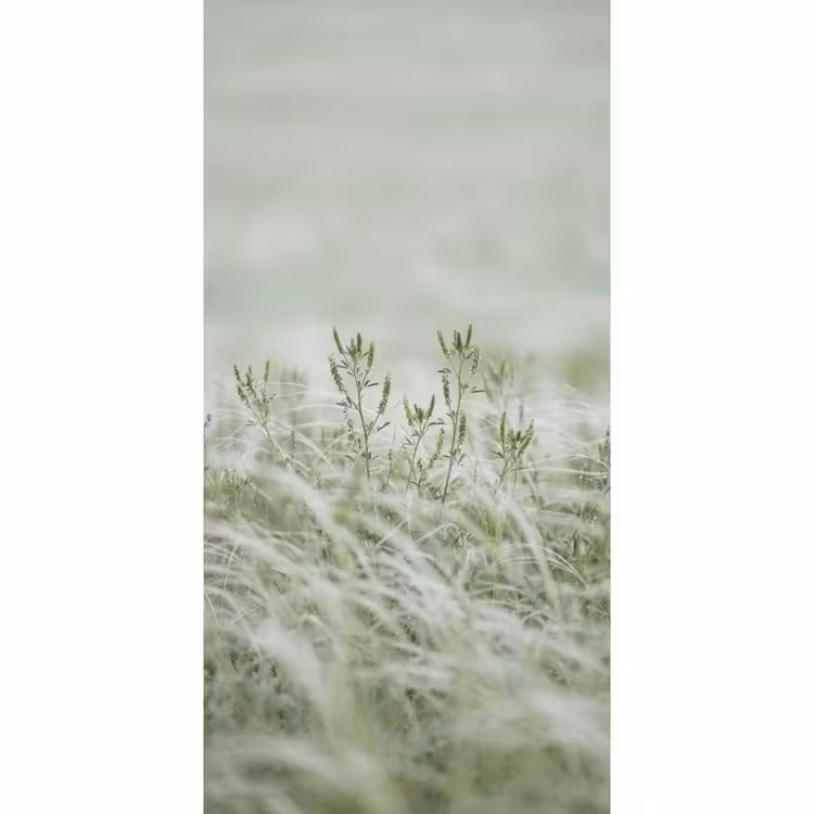 Behang - Grassen - Minimalistisch - Groen — 2