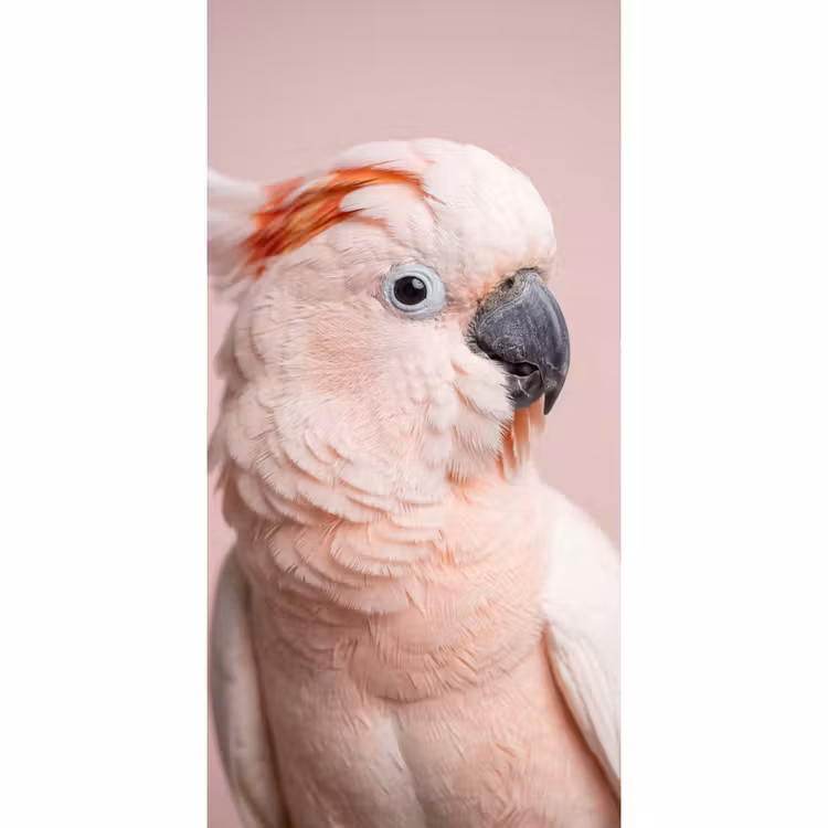 Behang - Kaketoe - Portret - Roze — 2