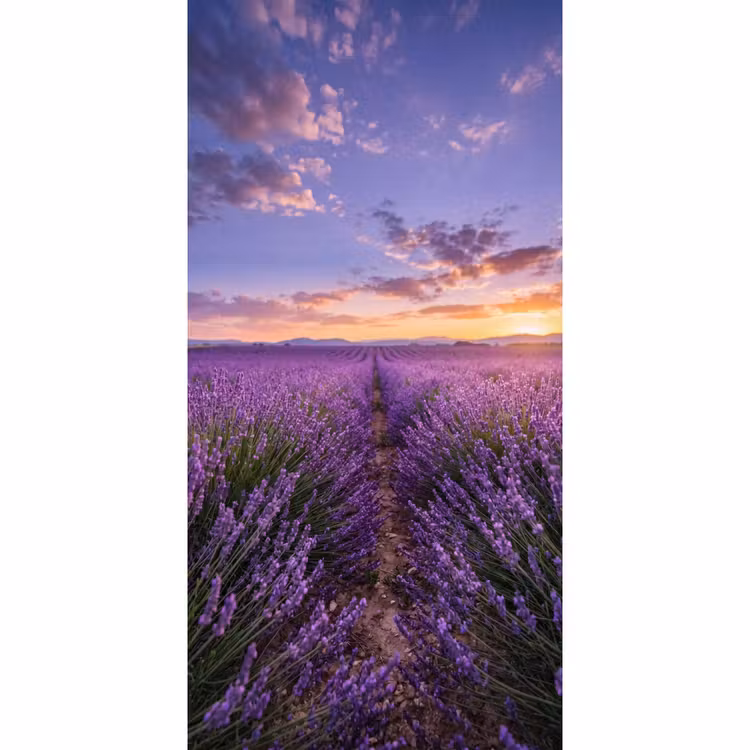 Behang - Lavendel - Veld - Natuur - Paars — 2