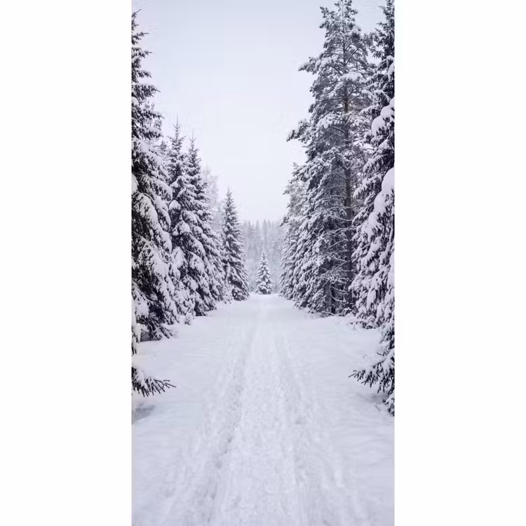 Behang - Bos - Winter - Sneeuw - Pad - Natuur — 2