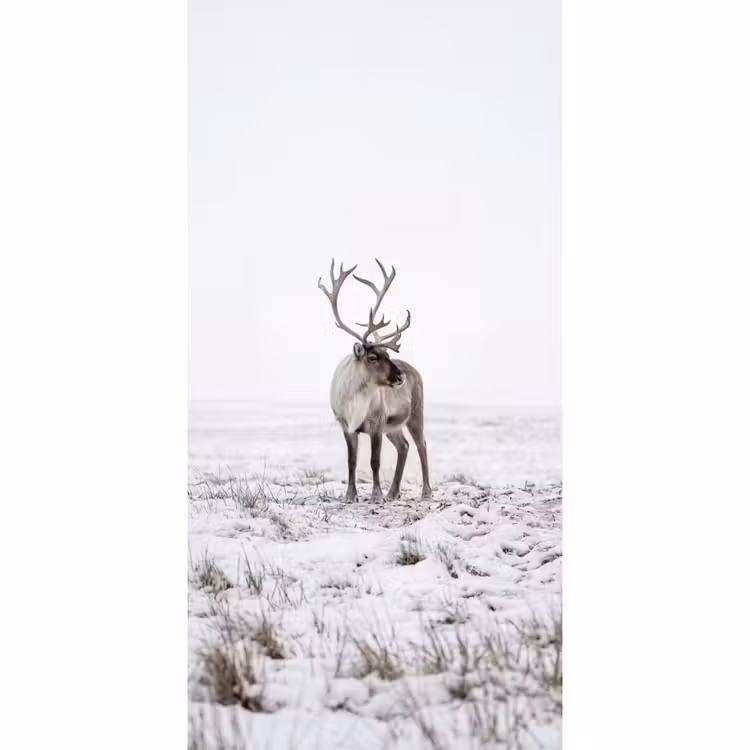 Behang - Rendier - Gewei - Sneeuw - Winter — 2