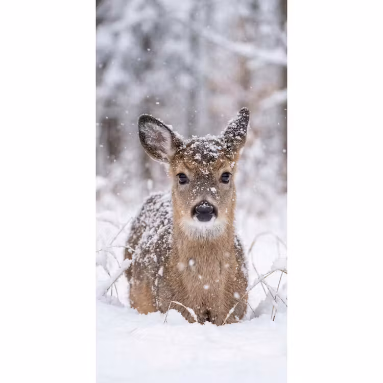 Behang - Hert - Sneeuw - Bos - Dieren - Vertederend — 2