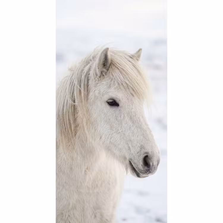 Behang - Paard - Kop - Winter - Dieren - Wit — 2