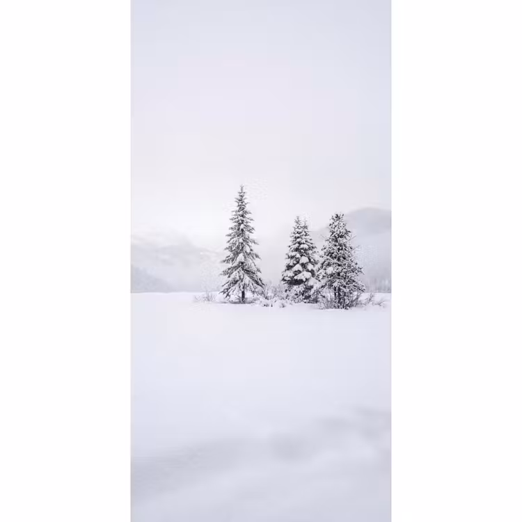 Behang - Fijnsparren - Sneeuw - Winter - Landschap - Stilte — 2
