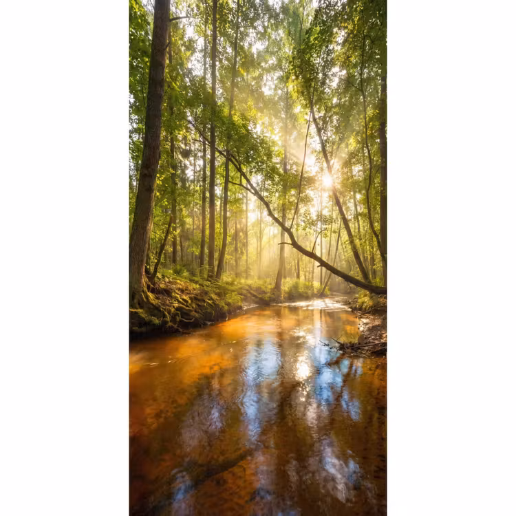 Behang - Bos - Beek - Zonlicht - Natuur - Groen — 2