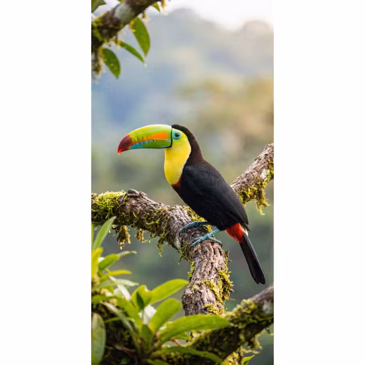 Behang - Toekan - Jungle - Natuur - Kleurrijk — 2