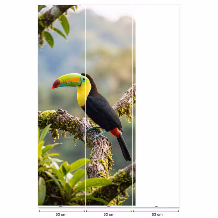 Behang - Toekan - Jungle - Natuur - Kleurrijk — 6