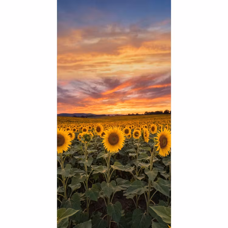 Behang - Zonnebloemen - Heuvellandschap - Geel — 2